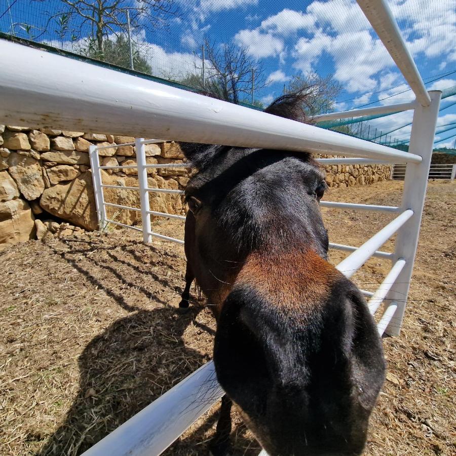 Agriturismo Il Drago Πιάτσα Αρμερίνα Εξωτερικό φωτογραφία