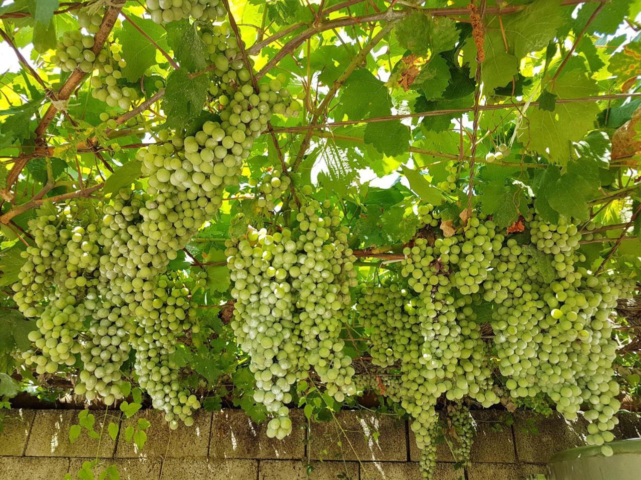Agriturismo Il Drago Πιάτσα Αρμερίνα Εξωτερικό φωτογραφία